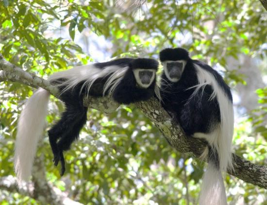 Colobus Conservation